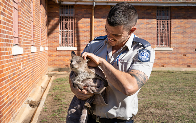 rescued kangaroo with rspca inspector